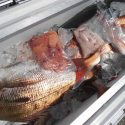 こうゆう丸 釣果