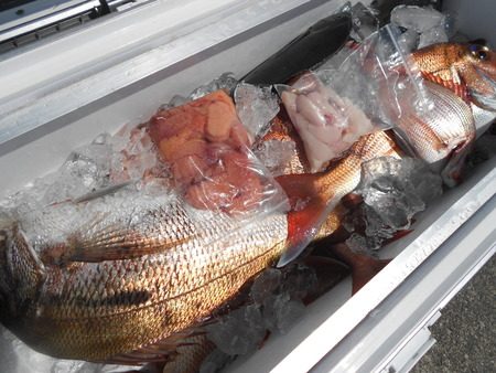 こうゆう丸 釣果