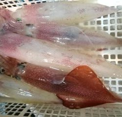 松福丸 釣果