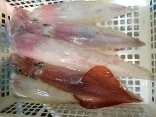 松福丸 釣果