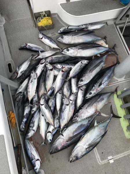 へいみつ丸 釣果