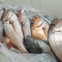 こうゆう丸 釣果