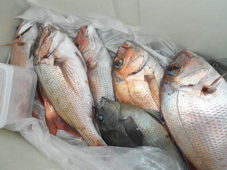 こうゆう丸 釣果