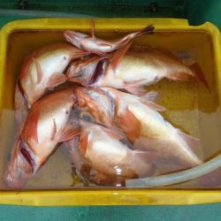 第二むつ漁丸 釣果