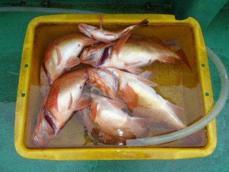 第二むつ漁丸 釣果