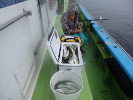 久里浜黒川本家 釣果