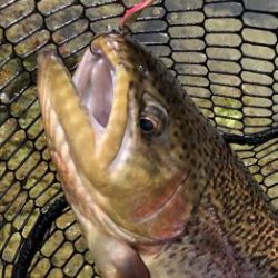 フィッシング サンクチュアリ 釣果