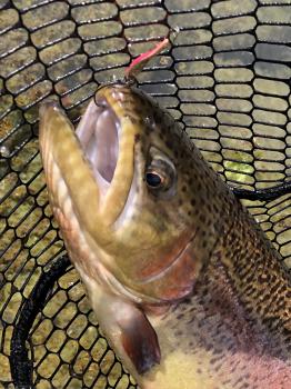 フィッシング サンクチュアリ 釣果