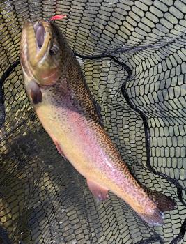 フィッシング サンクチュアリ 釣果