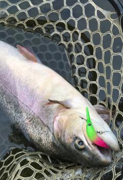 フィッシング サンクチュアリ 釣果