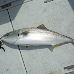 遊漁船 遊友 釣果