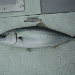 遊漁船 遊友 釣果