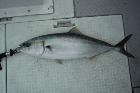 遊漁船 遊友 釣果