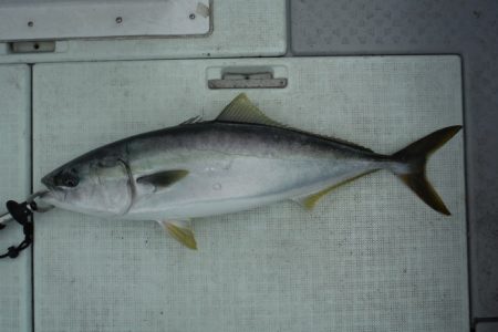 遊漁船 遊友 釣果