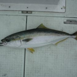 遊漁船 遊友 釣果