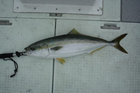 遊漁船 遊友 釣果