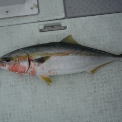 遊漁船 遊友 釣果