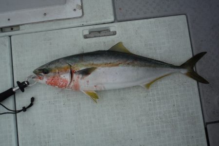 遊漁船 遊友 釣果