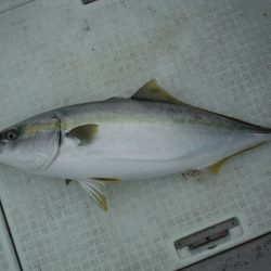 遊漁船 遊友 釣果