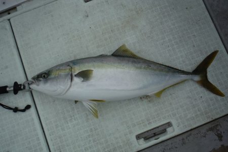 遊漁船 遊友 釣果