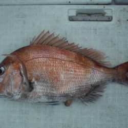 遊漁船 遊友 釣果