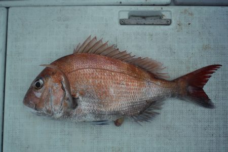 遊漁船 遊友 釣果