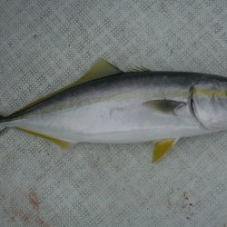 遊漁船 遊友 釣果