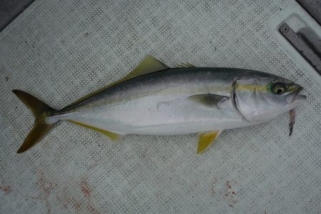 遊漁船 遊友 釣果