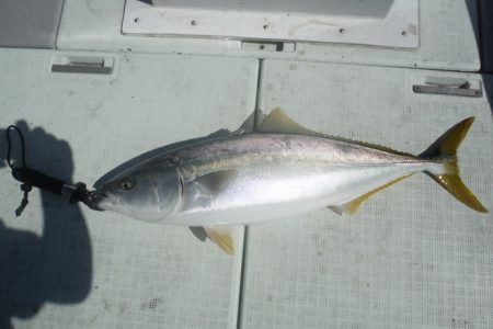 遊漁船 遊友 釣果