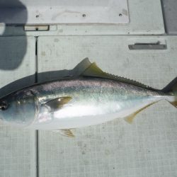 遊漁船 遊友 釣果