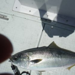 遊漁船 遊友 釣果