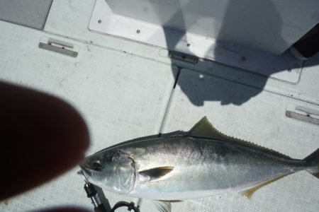 遊漁船 遊友 釣果