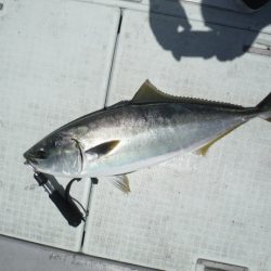 遊漁船 遊友 釣果