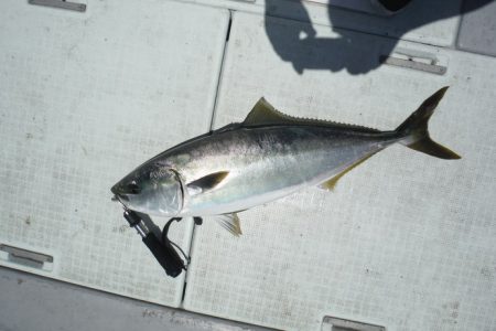 遊漁船 遊友 釣果