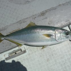 遊漁船 遊友 釣果