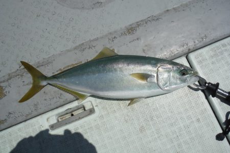 遊漁船 遊友 釣果