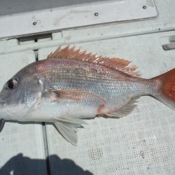 遊漁船 遊友 釣果