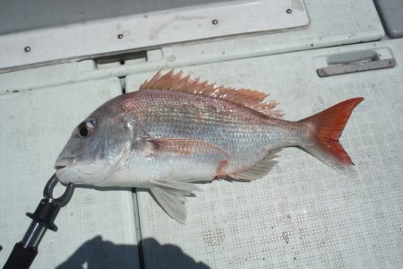 遊漁船 遊友 釣果