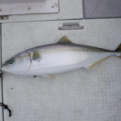 遊漁船 遊友 釣果