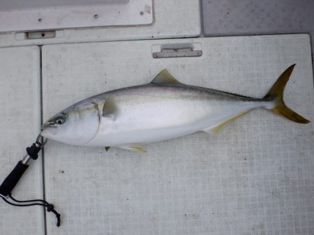 遊漁船 遊友 釣果