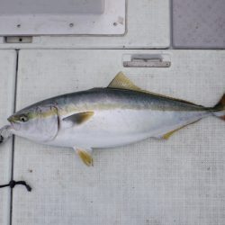 遊漁船 遊友 釣果