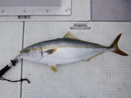 遊漁船 遊友 釣果