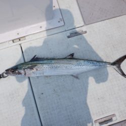 遊漁船 遊友 釣果