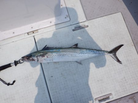 遊漁船 遊友 釣果