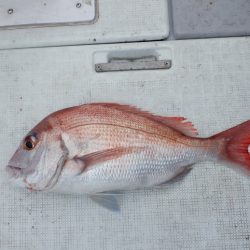 遊漁船 遊友 釣果