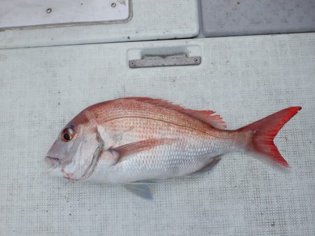 遊漁船 遊友 釣果