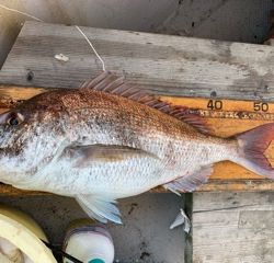 幸吉丸 釣果