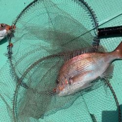 さんさん丸 釣果