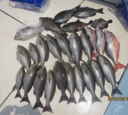 第十八吉栄丸 釣果