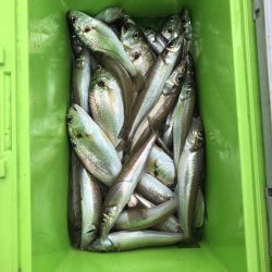 リトルワン 釣果